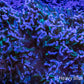 Hammer Coral Purple Tip Green Stem WYSIWYG 13cm Hammer Coral Purple Tip Green Stem WYSIWYG 13cm Aquarium Decor Hammer Coral Purple Tip Green Stem WYSIWYG 13cm Zeo Box Reef
