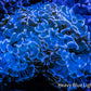 Hammer Coral WYSIWYG  8cm Hammer Coral WYSIWYG  8cm Aquarium Decor Hammer Coral WYSIWYG  8cm Zeo Box Reef