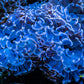 Hammer Coral WYSIWYG  8cm Hammer Coral WYSIWYG  8cm Aquarium Decor Hammer Coral WYSIWYG  8cm Zeo Box Reef