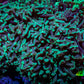 Hammer Coral -  WYSIWYG 12cm A1R6B1 Hammer Coral -  WYSIWYG 12cm A1R6B1 Aquarium Decor Hammer Coral -  WYSIWYG 12cm A1R6B1 Zeo Box Reef