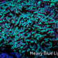Hammer Coral -  WYSIWYG 12cm A1R6B1 Hammer Coral -  WYSIWYG 12cm A1R6B1 Aquarium Decor Hammer Coral -  WYSIWYG 12cm A1R6B1 Zeo Box Reef