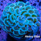 Hammer Coral WYSIWYG 4cm Hammer Coral WYSIWYG 4cm Aquarium Decor Hammer Coral WYSIWYG 4cm Zeo Box Reef