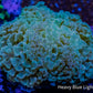 Hammer Coral WYSIWYG 5cm A1 R5B1 Hammer Coral WYSIWYG 5cm A1 R5B1 Aquarium Decor Hammer Coral WYSIWYG 5cm A1 R5B1 Zeo Box Reef