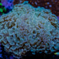 Hammer Coral WYSIWYG 5cm A1 R5B1 Hammer Coral WYSIWYG 5cm A1 R5B1 Aquarium Decor Hammer Coral WYSIWYG 5cm A1 R5B1 Zeo Box Reef