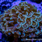 Hammer Coral WYSIWYG 5cm B2 R5B1 Hammer Coral WYSIWYG 5cm B2 R5B1 Aquarium Decor Hammer Coral WYSIWYG 5cm B2 R5B1 Zeo Box Reef