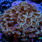 Hammer Coral WYSIWYG 5cm B2 R5B1 Hammer Coral WYSIWYG 5cm B2 R5B1 Aquarium Decor Hammer Coral WYSIWYG 5cm B2 R5B1 Zeo Box Reef