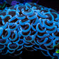 Hammer Coral -  WYSIWYG 5cm B3R6B1 Hammer Coral -  WYSIWYG 5cm B3R6B1 Aquarium Decor Hammer Coral -  WYSIWYG 5cm B3R6B1 Zeo Box Reef