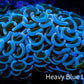 Hammer Coral -  WYSIWYG 5cm B3R6B1 Hammer Coral -  WYSIWYG 5cm B3R6B1 Aquarium Decor Hammer Coral -  WYSIWYG 5cm B3R6B1 Zeo Box Reef