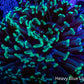 Hammer Coral WYSIWYG 5cm F2R6B1 Hammer Coral WYSIWYG 5cm F2R6B1 Aquarium Decor Hammer Coral WYSIWYG 5cm F2R6B1 Zeo Box Reef