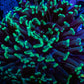 Hammer Coral WYSIWYG 5cm F2R6B1 Hammer Coral WYSIWYG 5cm F2R6B1 Aquarium Decor Hammer Coral WYSIWYG 5cm F2R6B1 Zeo Box Reef