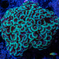 Hammer Coral WYSIWYG 5cm c3R6B1 Hammer Coral WYSIWYG 5cm c3R6B1 Aquarium Decor Hammer Coral WYSIWYG 5cm c3R6B1 Zeo Box Reef