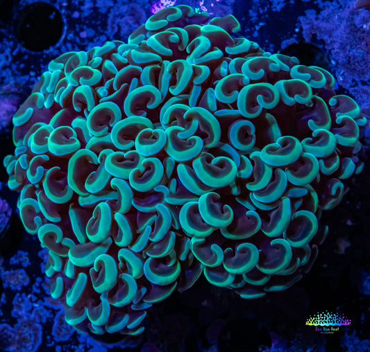 Hammer Coral WYSIWYG 5cm c3R6B1 Hammer Coral WYSIWYG 5cm c3R6B1 Aquarium Decor Hammer Coral WYSIWYG 5cm c3R6B1 Zeo Box Reef