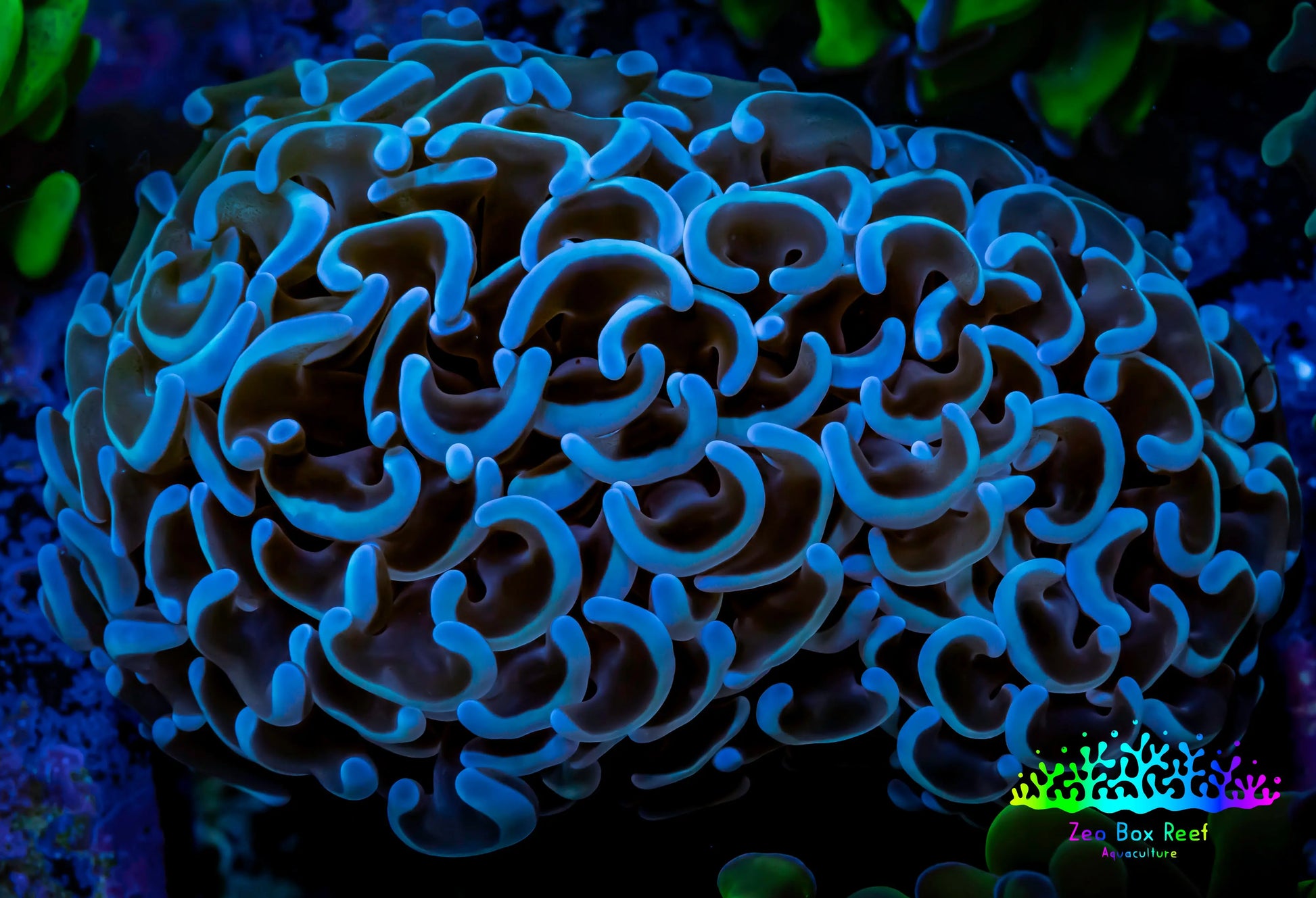 Hammer Coral -  WYSIWYG 6cm B1R6B1 Hammer Coral -  WYSIWYG 6cm B1R6B1 Aquarium Decor Hammer Coral -  WYSIWYG 6cm B1R6B1 Zeo Box Reef