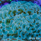 Hammer Coral WYSIWYG 6cm B4R5B1 Hammer Coral WYSIWYG 6cm B4R5B1 Aquarium Decor Hammer Coral WYSIWYG 6cm B4R5B1 Zeo Box Reef