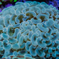 Hammer Coral WYSIWYG 6cm B4R5B1 Hammer Coral WYSIWYG 6cm B4R5B1 Aquarium Decor Hammer Coral WYSIWYG 6cm B4R5B1 Zeo Box Reef