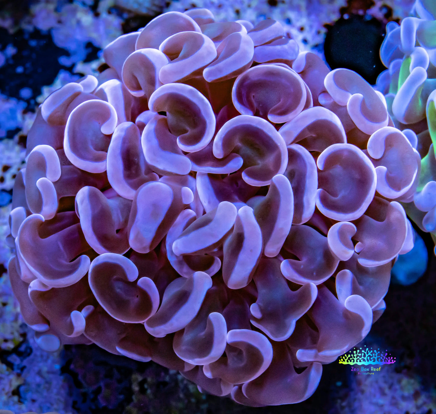 Hammer Coral WYSIWYG 6cm Hammer Coral WYSIWYG 6cm Aquarium Decor Hammer Coral WYSIWYG 6cm Zeo Box Reef