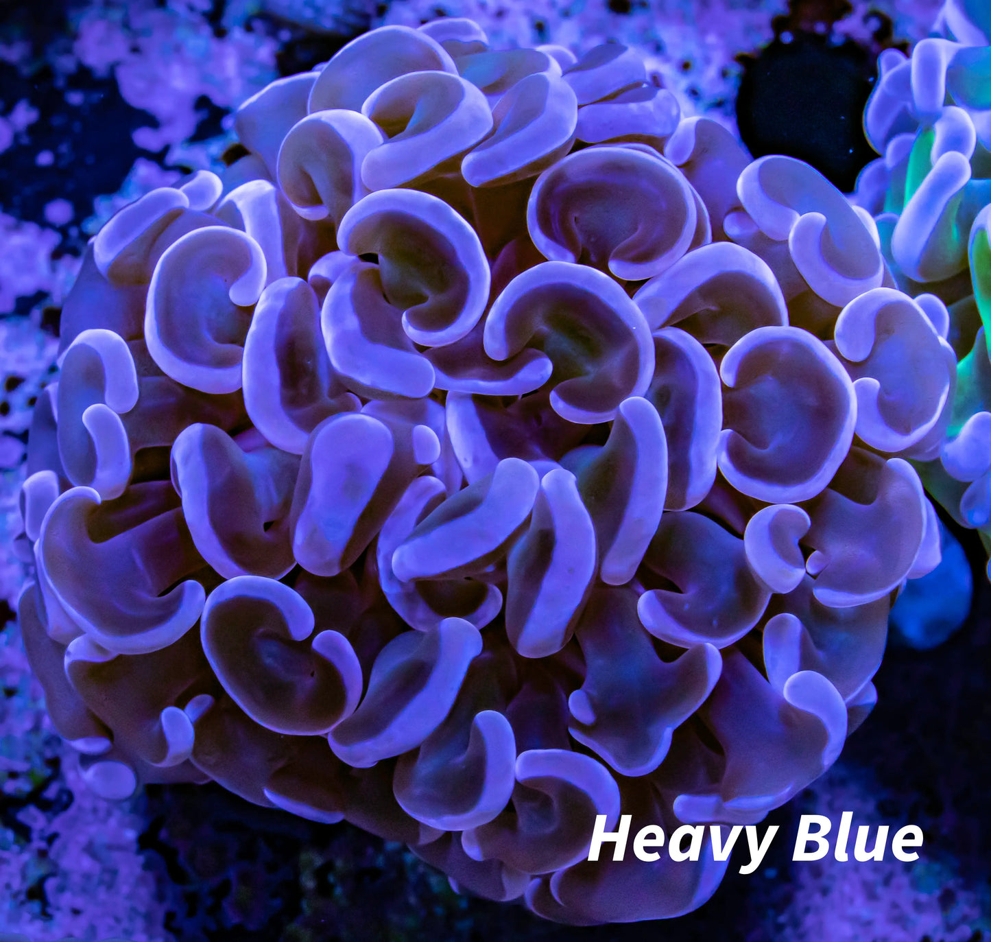 Hammer Coral WYSIWYG 6cm Hammer Coral WYSIWYG 6cm Aquarium Decor Hammer Coral WYSIWYG 6cm Zeo Box Reef