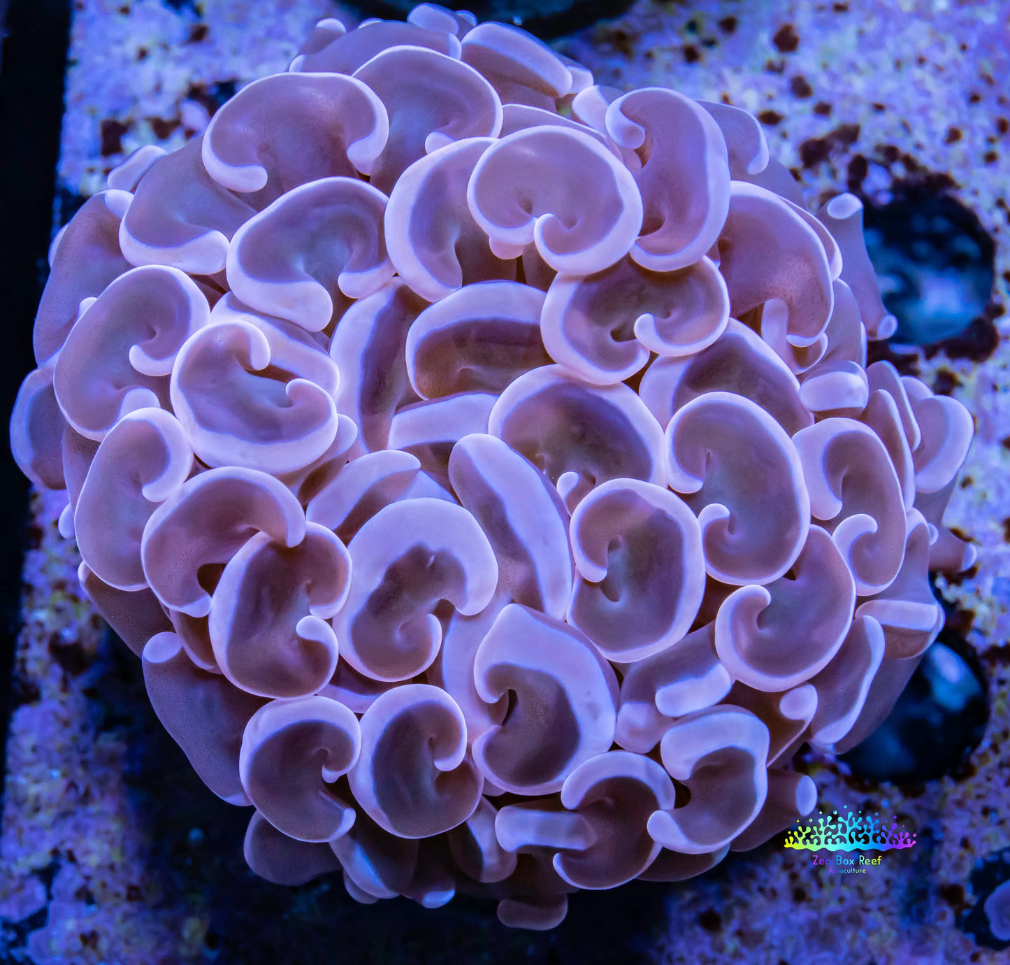 Hammer Coral WYSIWYG 6cm Hammer Coral WYSIWYG 6cm Aquarium Decor Hammer Coral WYSIWYG 6cm Zeo Box Reef