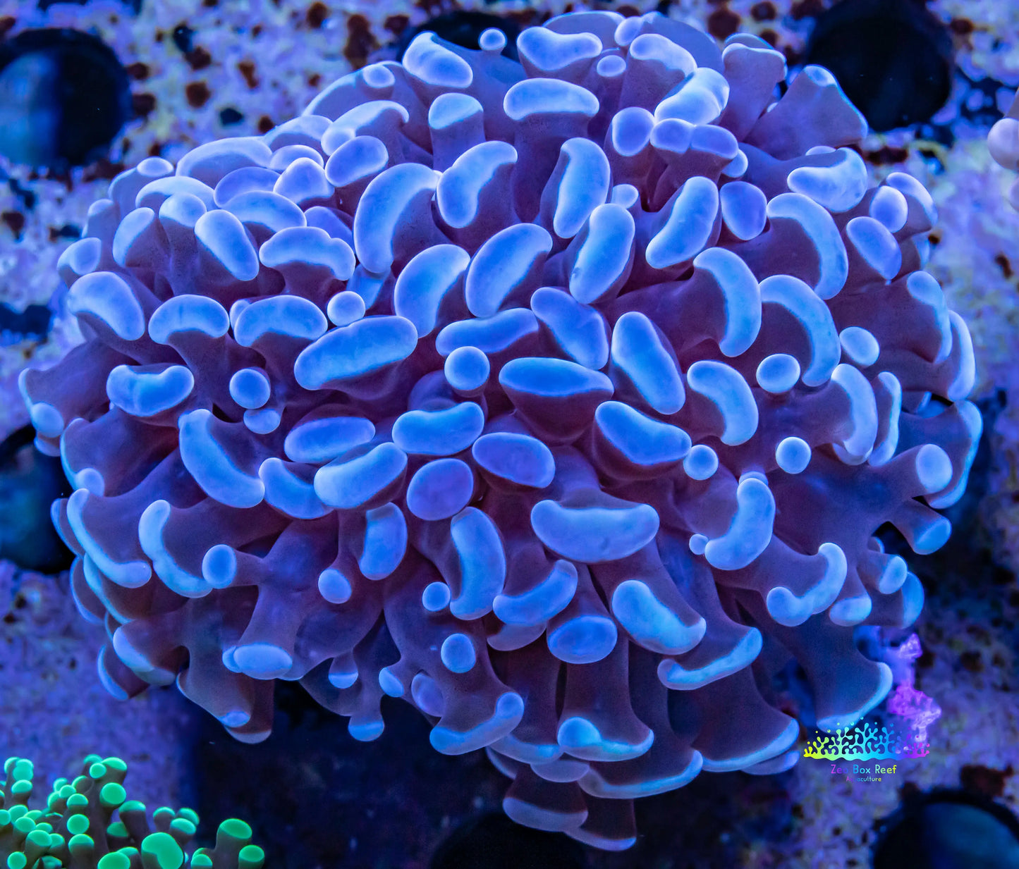 Hammer Coral WYSIWYG 6cm Hammer Coral WYSIWYG 6cm Aquarium Decor Hammer Coral WYSIWYG 6cm Zeo Box Reef