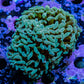 Hammer Coral WYSIWYG 6cm c2R5B1 Hammer Coral WYSIWYG 6cm c2R5B1 Aquarium Decor Hammer Coral WYSIWYG 6cm c2R5B1 Zeo Box Reef