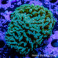 Hammer Coral WYSIWYG 6cm c2R5B1 Hammer Coral WYSIWYG 6cm c2R5B1 Aquarium Decor Hammer Coral WYSIWYG 6cm c2R5B1 Zeo Box Reef