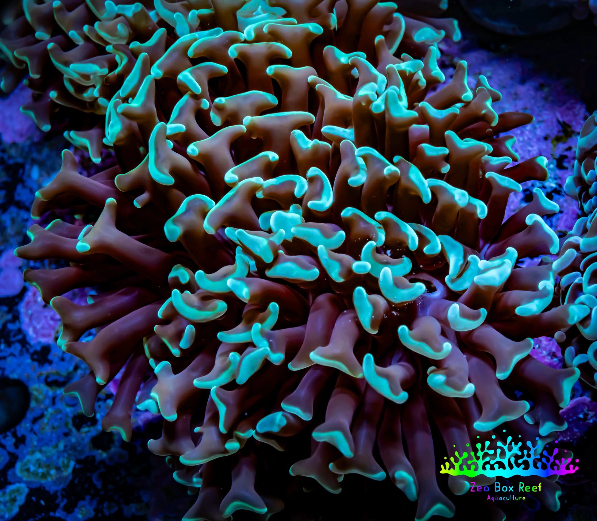 Hammer Coral -  WYSIWYG 7cm C5R5B1 Hammer Coral -  WYSIWYG 7cm C5R5B1 Aquarium Decor Hammer Coral -  WYSIWYG 7cm C5R5B1 Zeo Box Reef