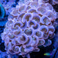 Hammer Coral WYSIWYG 7cm Hammer Coral WYSIWYG 7cm Aquarium Decor Hammer Coral WYSIWYG 7cm Zeo Box Reef