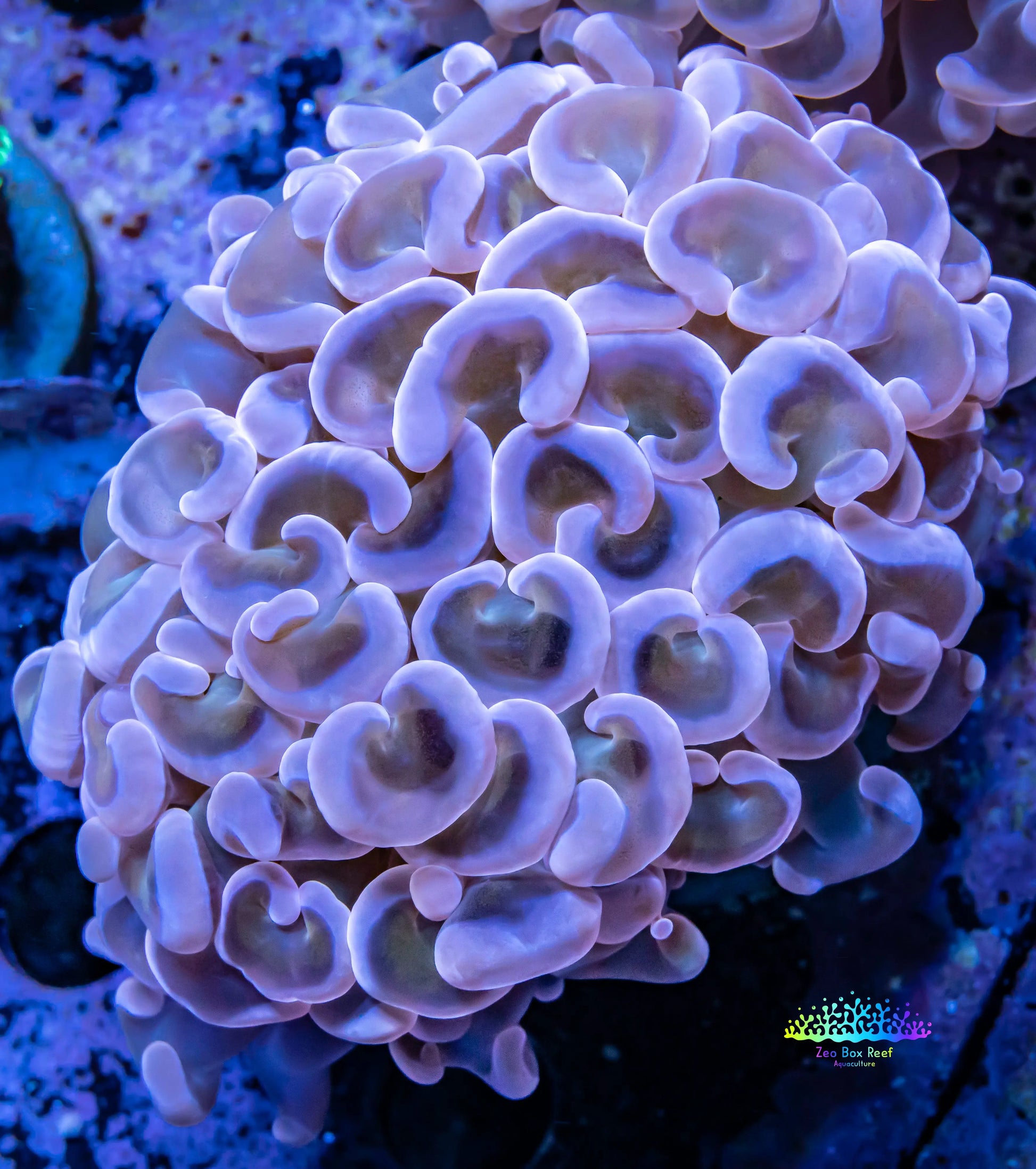 Hammer Coral WYSIWYG 7cm Hammer Coral WYSIWYG 7cm Aquarium Decor Hammer Coral WYSIWYG 7cm Zeo Box Reef