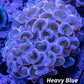 Hammer Coral WYSIWYG 7cm Hammer Coral WYSIWYG 7cm Aquarium Decor Hammer Coral WYSIWYG 7cm Zeo Box Reef
