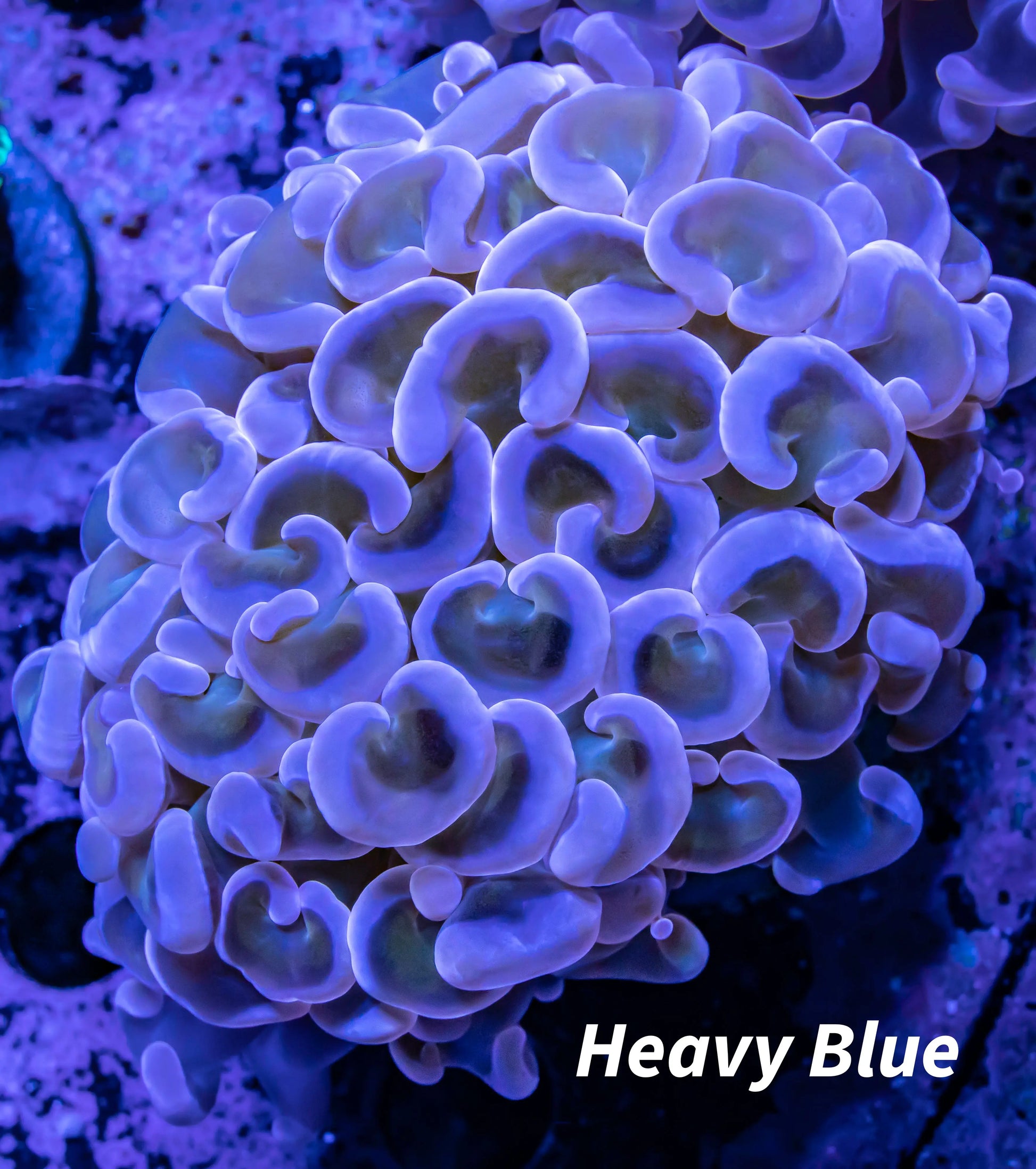 Hammer Coral WYSIWYG 7cm Hammer Coral WYSIWYG 7cm Aquarium Decor Hammer Coral WYSIWYG 7cm Zeo Box Reef