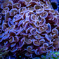 Hammer Coral  WYSIWYG 7cm Hammer Coral  WYSIWYG 7cm Aquarium Decor Hammer Coral  WYSIWYG 7cm Zeo Box Reef