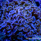 Hammer Coral  WYSIWYG 7cm Hammer Coral  WYSIWYG 7cm Aquarium Decor Hammer Coral  WYSIWYG 7cm Zeo Box Reef