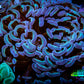 Hammer Coral -  WYSIWYG 8cm B2R6B1 Hammer Coral -  WYSIWYG 8cm B2R6B1 Aquarium Decor Hammer Coral -  WYSIWYG 8cm B2R6B1 Zeo Box Reef
