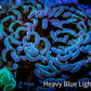 Hammer Coral -  WYSIWYG 8cm B2R6B1 Hammer Coral -  WYSIWYG 8cm B2R6B1 Aquarium Decor Hammer Coral -  WYSIWYG 8cm B2R6B1 Zeo Box Reef