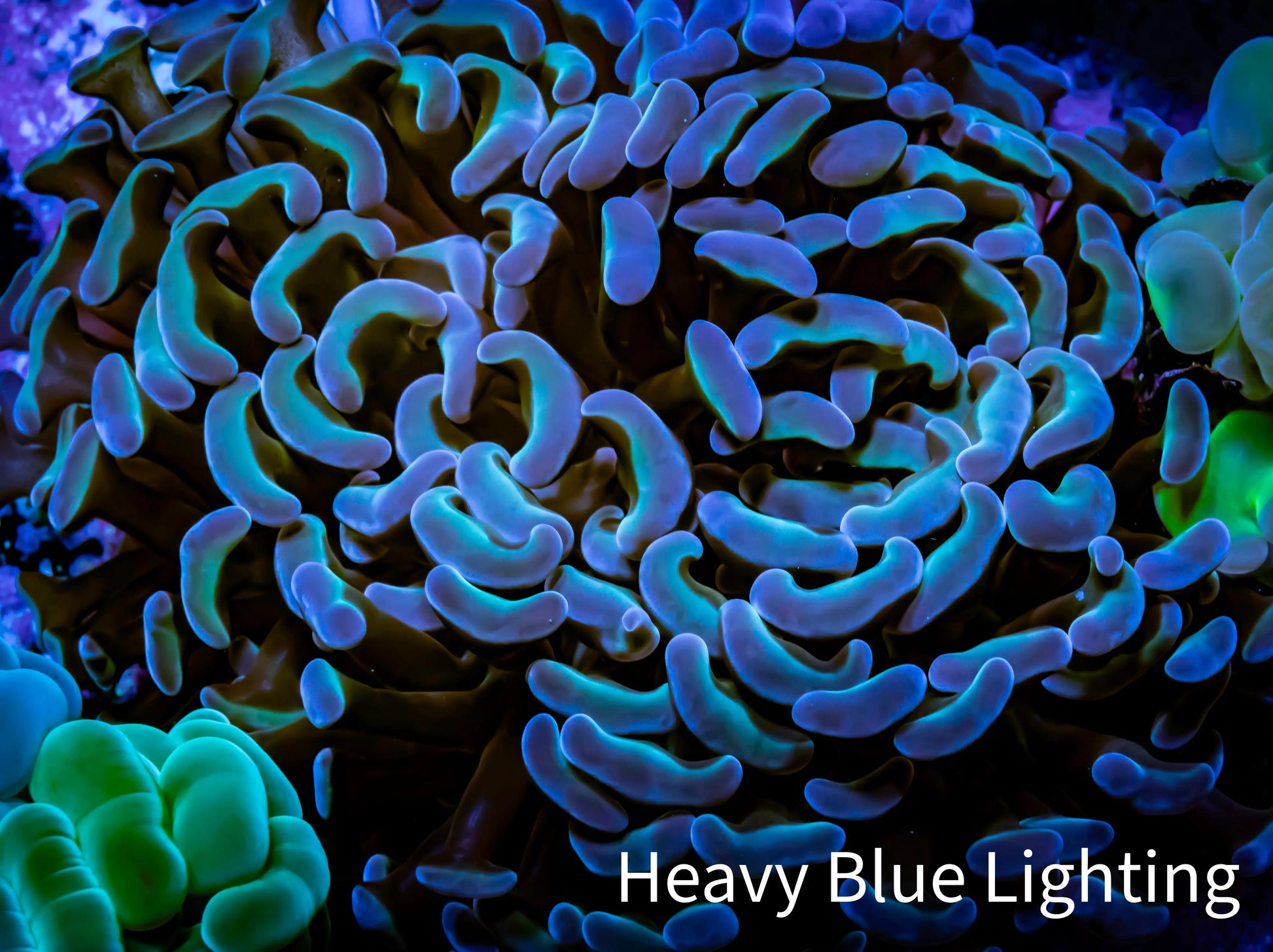 Hammer Coral -  WYSIWYG 8cm B2R6B1 Hammer Coral -  WYSIWYG 8cm B2R6B1 Aquarium Decor Hammer Coral -  WYSIWYG 8cm B2R6B1 Zeo Box Reef
