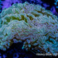 Hammer Coral WYSIWYG 8cm C1R5B1 Hammer Coral WYSIWYG 8cm C1R5B1 Aquarium Decor Hammer Coral WYSIWYG 8cm C1R5B1 Zeo Box Reef