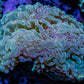 Hammer Coral WYSIWYG 8cm C1R5B1 Hammer Coral WYSIWYG 8cm C1R5B1 Aquarium Decor Hammer Coral WYSIWYG 8cm C1R5B1 Zeo Box Reef