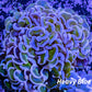 Hammer Coral WYSIWYG 8cm Hammer Coral WYSIWYG 8cm Aquarium Decor Hammer Coral WYSIWYG 8cm Zeo Box Reef