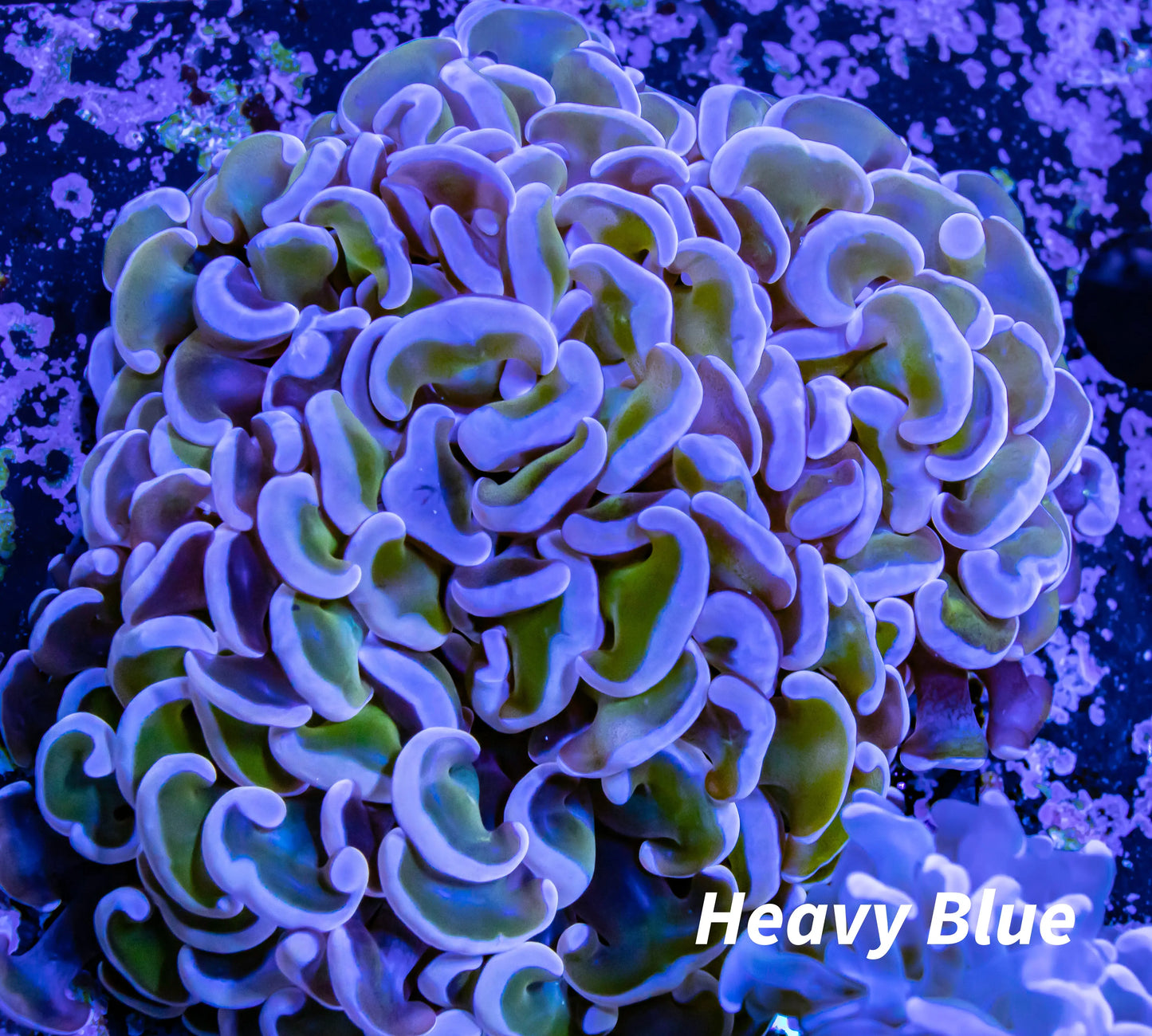 Hammer Coral WYSIWYG 8cm Hammer Coral WYSIWYG 8cm Aquarium Decor Hammer Coral WYSIWYG 8cm Zeo Box Reef