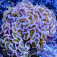 Hammer Coral WYSIWYG 8cm Hammer Coral WYSIWYG 8cm Aquarium Decor Hammer Coral WYSIWYG 8cm Zeo Box Reef