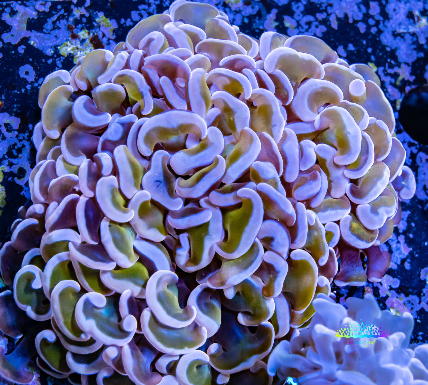 Hammer Coral WYSIWYG 8cm Hammer Coral WYSIWYG 8cm Aquarium Decor Hammer Coral WYSIWYG 8cm Zeo Box Reef