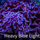 Hammer Coral -  WYSIWYG 9cm B3R5B1 Hammer Coral -  WYSIWYG 9cm B3R5B1 Aquarium Decor Hammer Coral -  WYSIWYG 9cm B3R5B1 Zeo Box Reef