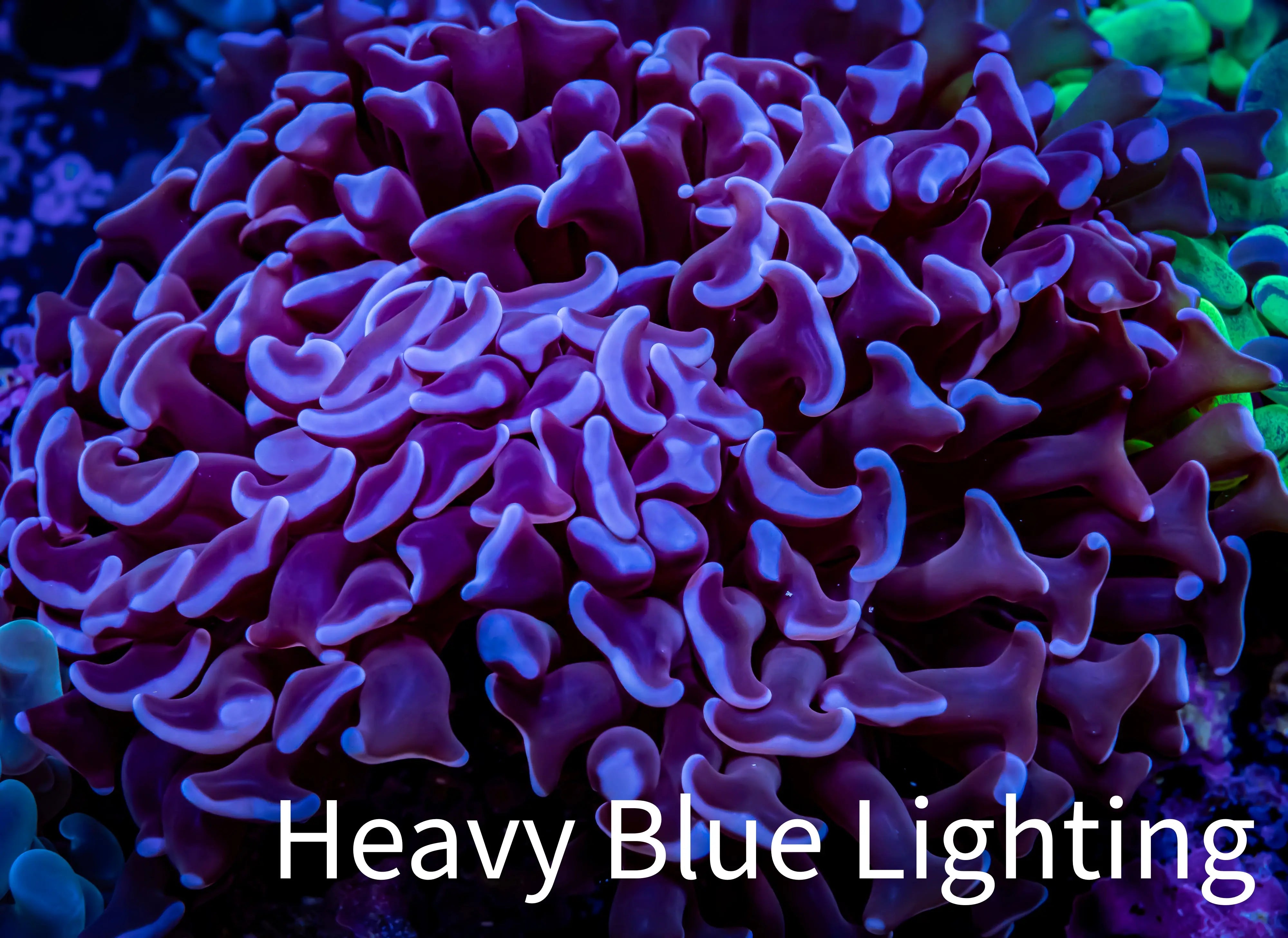 Radioactive Splat Hammer Coral - WYSIWYG 9cm B3R5B1