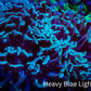 Hammer Coral -  WYSIWYG 9cm B4R5B1 Hammer Coral -  WYSIWYG 9cm B4R5B1 Aquarium Decor Hammer Coral -  WYSIWYG 9cm B4R5B1 Zeo Box Reef
