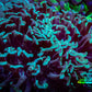 Hammer Coral -  WYSIWYG 9cm B4R5B1 Hammer Coral -  WYSIWYG 9cm B4R5B1 Aquarium Decor Hammer Coral -  WYSIWYG 9cm B4R5B1 Zeo Box Reef