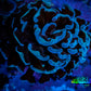 Hammer Coral - WYSIWYG Frag 4cm  F6R6B1 Hammer Coral - WYSIWYG Frag 4cm  F6R6B1 Aquarium Decor Hammer Coral - WYSIWYG Frag 4cm  F6R6B1 Zeo Box Reef