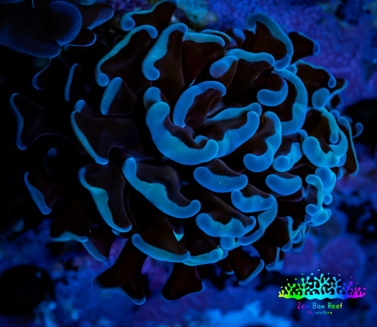 Hammer Coral - WYSIWYG Frag 4cm  F6R6B1 Hammer Coral - WYSIWYG Frag 4cm  F6R6B1 Aquarium Decor Hammer Coral - WYSIWYG Frag 4cm  F6R6B1 Zeo Box Reef