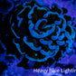 Hammer Coral - WYSIWYG Frag 4cm  F6R6B1 Hammer Coral - WYSIWYG Frag 4cm  F6R6B1 Aquarium Decor Hammer Coral - WYSIWYG Frag 4cm  F6R6B1 Zeo Box Reef