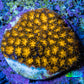 Hellfire Gold Leptastrea Coral Frag WYSIWYG Hellfire Gold Leptastrea Coral Frag WYSIWYG Home & Garden Hellfire Gold Leptastrea Coral Frag WYSIWYG Zeo Box Reef
