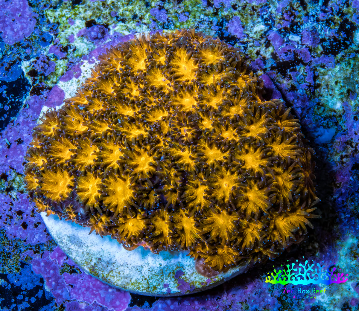 Hellfire Gold Leptastrea Coral Frag WYSIWYG Hellfire Gold Leptastrea Coral Frag WYSIWYG Home & Garden Hellfire Gold Leptastrea Coral Frag WYSIWYG Zeo Box Reef